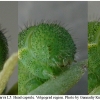 colias myrmidone larva5 volg2